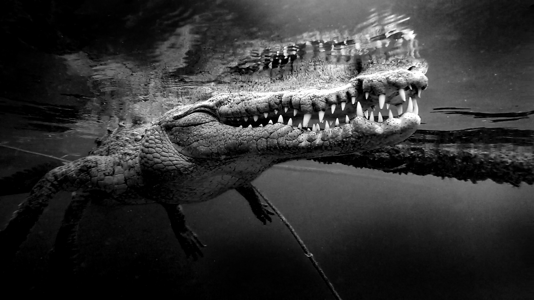 Crocodile up close