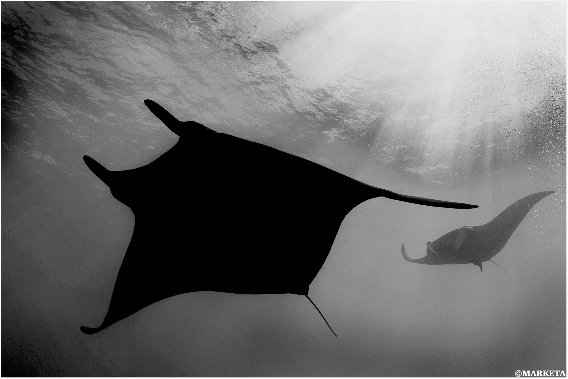 View of stingray from below