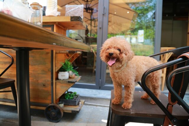 A small, furry dog stands on a patio chair with its tongue hanging out.